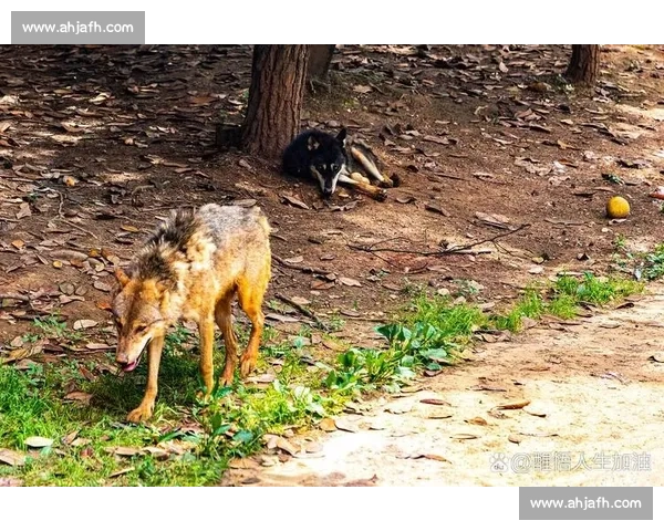 群狼逆袭多伦多:VCT CN 赛区的崛起之路 群狼逆袭多伦多:VCT CN 赛区的崛起之路
